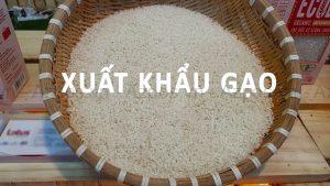 Điều Kiện Xuất Khẩu Gạo Và Những Quy Định Quan Trọng