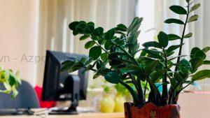 Phong Thủy Nhà Cửa Đầu Năm Bí Quyết Thu Hút Sức Khỏe Và Tài Lộc